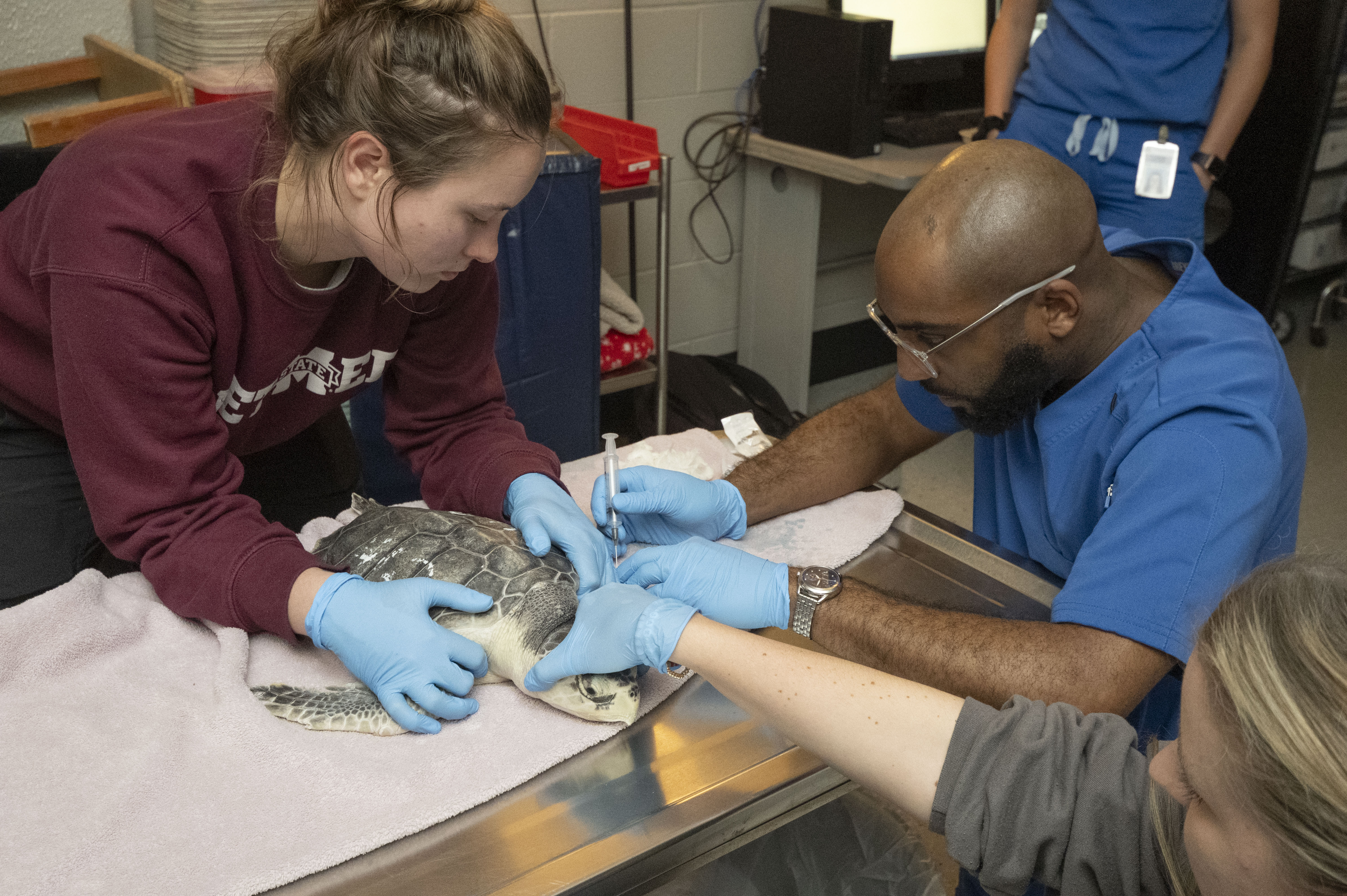 On the left is Ryanne Murray, a GCAHFS Gulf Coast Aquatic Health Program research associate in Gulfport, MS, and to the right is Dr. Leonard Jordan, a MSU CVM radiology resident.