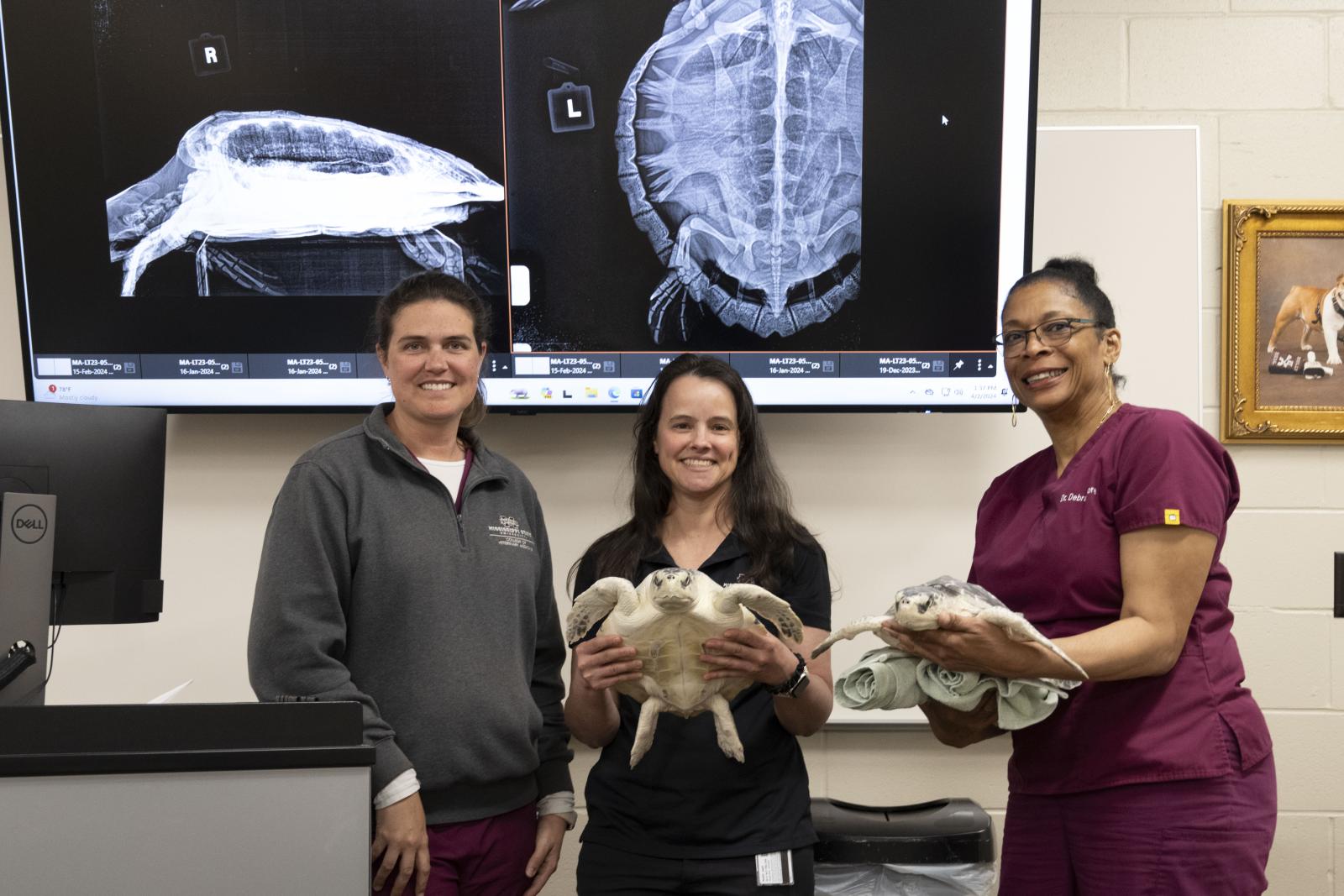 Drs. Alison Lee, Beth Peterman, and Debra Moore are all Global Center for Aquatic Health and Food Security scientists who contribute to the Marine Mammal and Sea Turtle Health Program's mission of rehabilitating sea turtles.